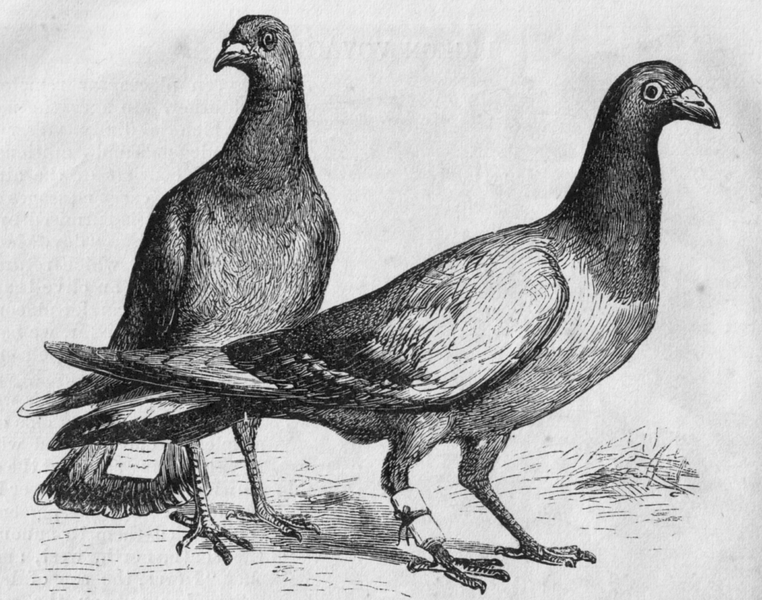 762px-Pigeon_Messengers_(Harper's_Engraving)