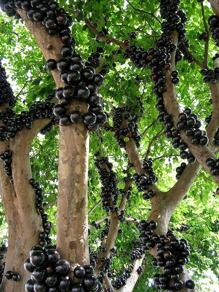 Jabuticaba 1Credit Flickr User robertohoffman.jpg