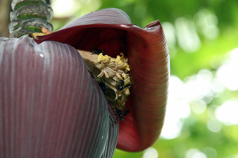 Musa Acuminata at lse Kientzler Botanical Garden, Sarchi Norte, Costa Rica -, Creative Commons Attribution-Share Alike 4.0 International