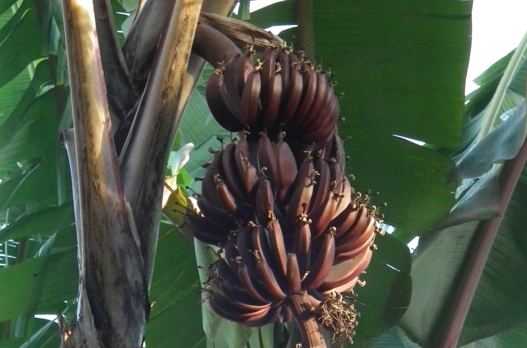 Hidden Fruits 5 the purple banana Mobile Orchards