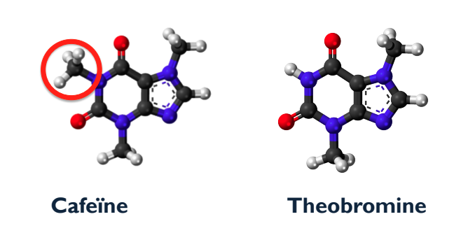 Cafeine theobromine, Evelien Rozema