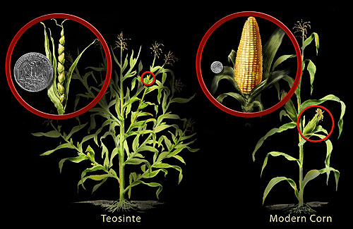 Moderne mais, vergeleken met een verre voorouder, teosinte. Beeld van de US overheid - Nicolle Rager Fuller, National Science Foundation