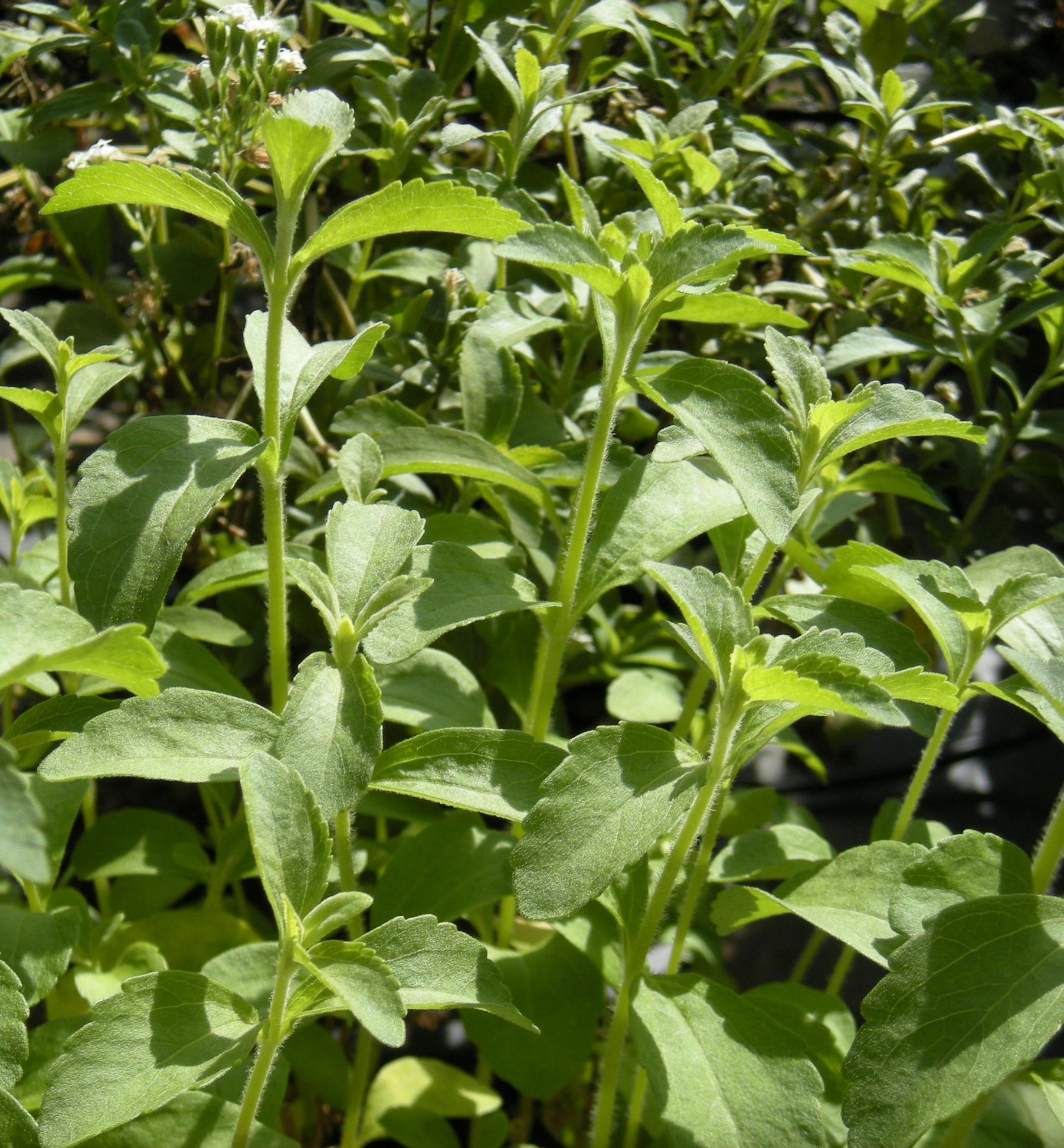 Stevia rebaudiana foliage, by Ethel Aardvark CC3.0