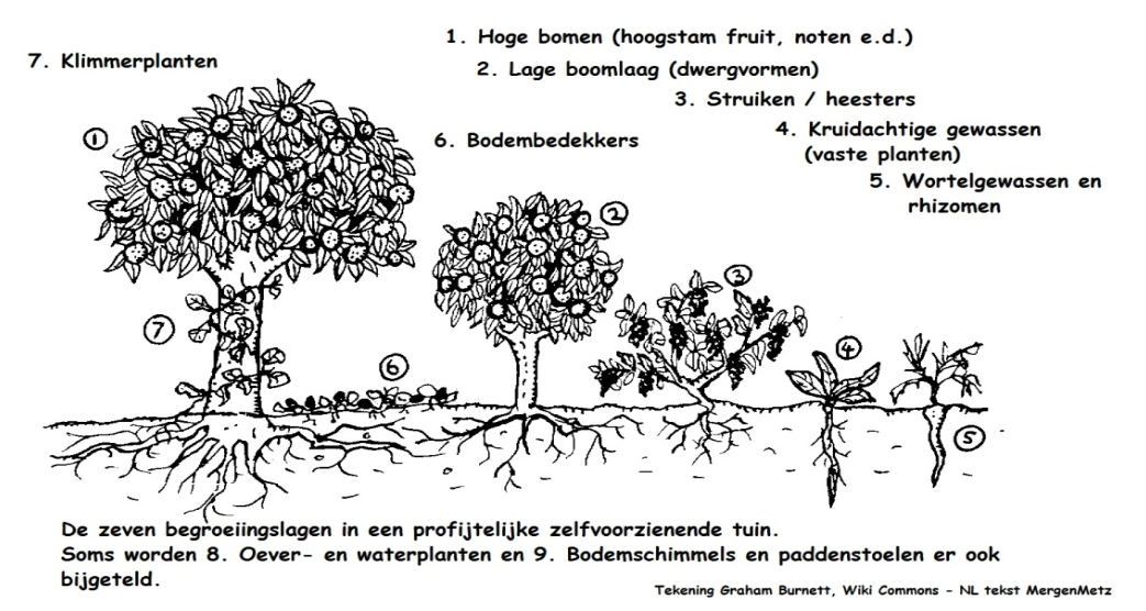 lagen in voedselbos