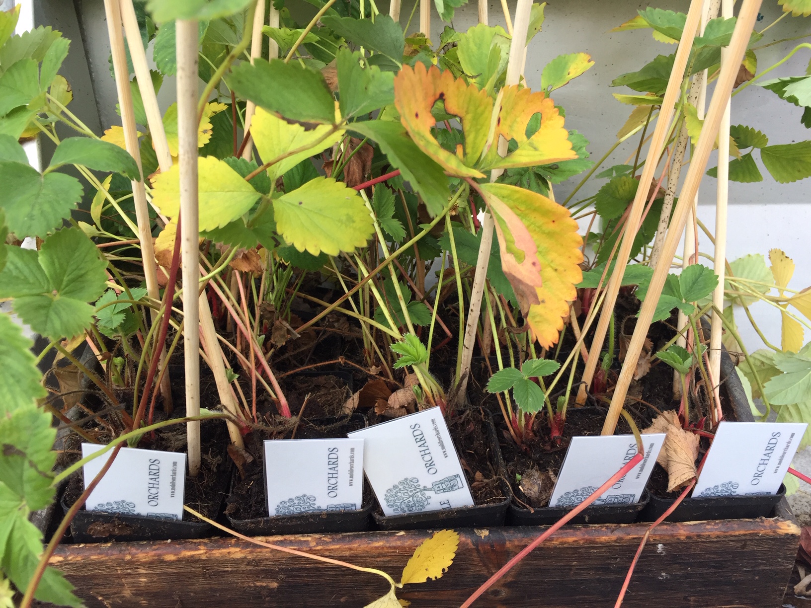 waardebon in bakje met doordragende aardbei 'Ostara', november 2018