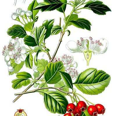 Illustration_Crataegus_laevigata1 From Wikimedia Commons, the free media repository