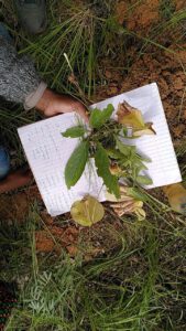 biodiversity test MRF March 2026, photo: Klaartje Jaspers