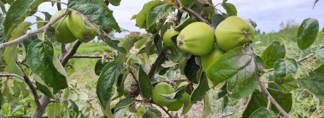 Roosappel in voedselbuurtbos GeuzeGroen, juli 2026. Foto: Klaartje Jaspers